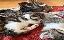 British Shorthair cats for sale: 11 SHORTHAIRED AND LONGHAIRED KITTENS - Image 25