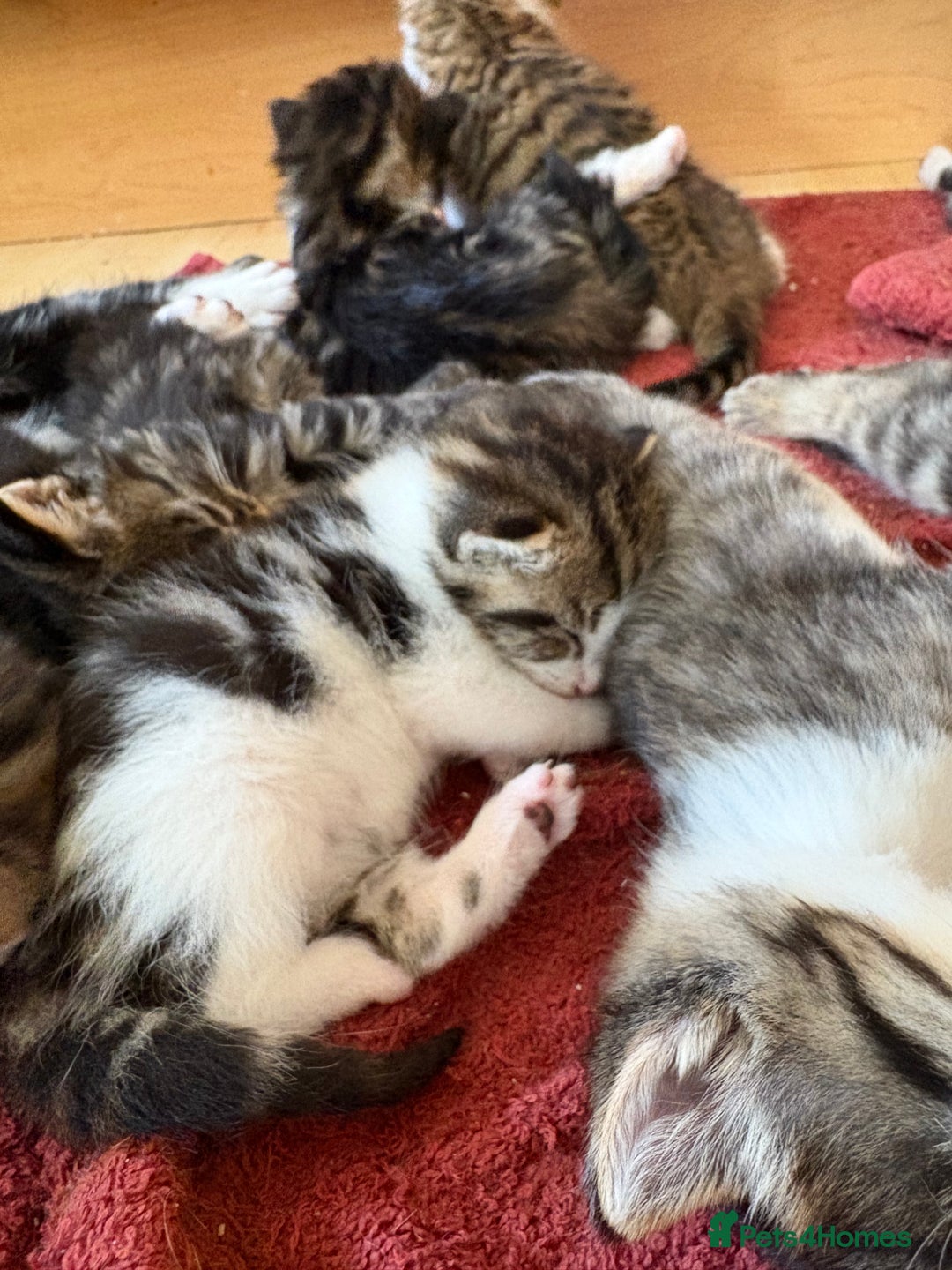British Shorthair cats for sale: 11 SHORTHAIRED AND LONGHAIRED KITTENS - Image 25