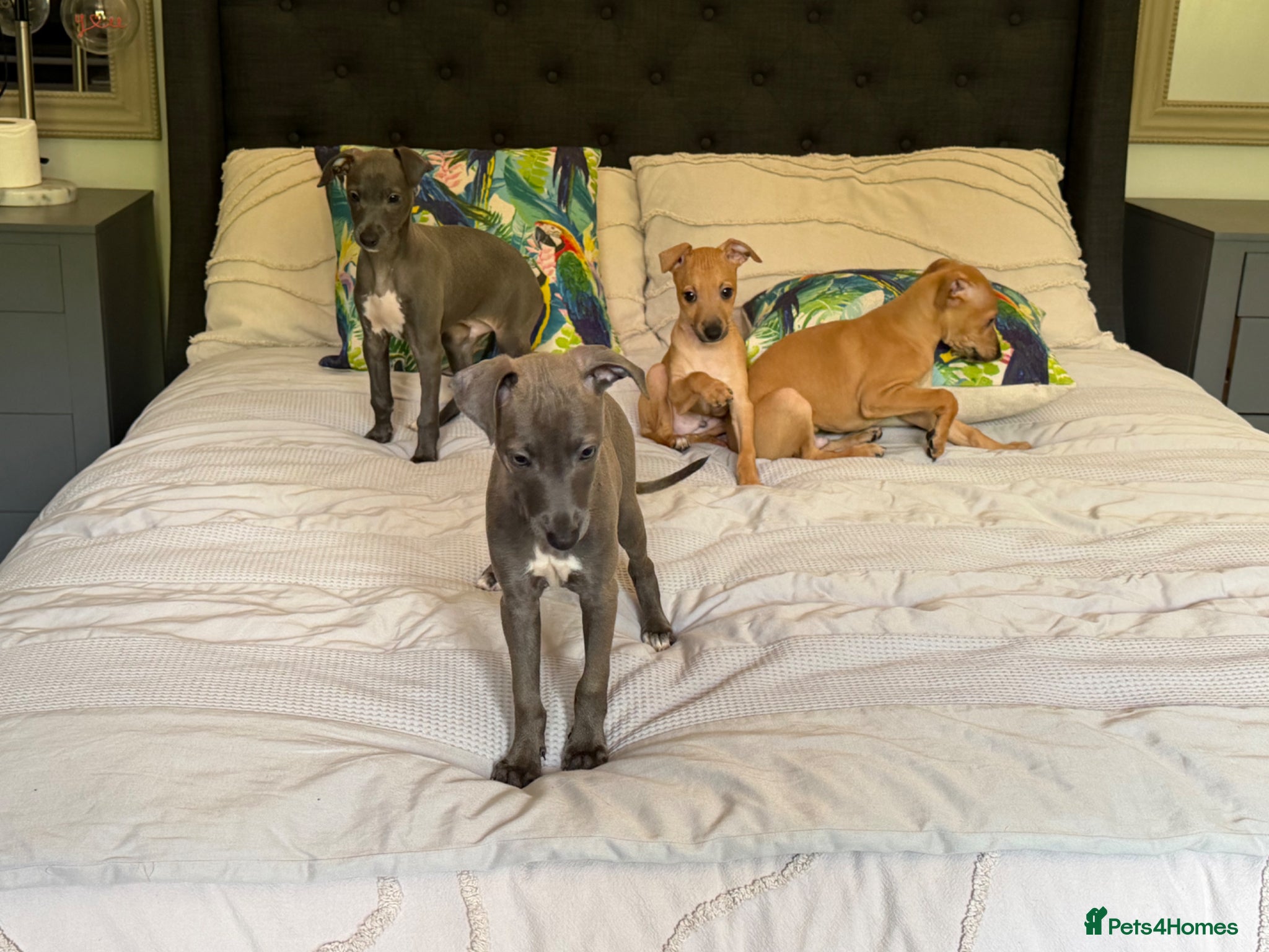 Italian Greyhound dogs for sale: Kc Italian greyhound 4 boys - Advert 1