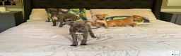 Italian Greyhound dogs for sale: Kc Italian greyhound 4 boys - Advert 1