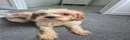 Cavachon dogs for sale: Cavachon pups  in Llanelli - Advert 12