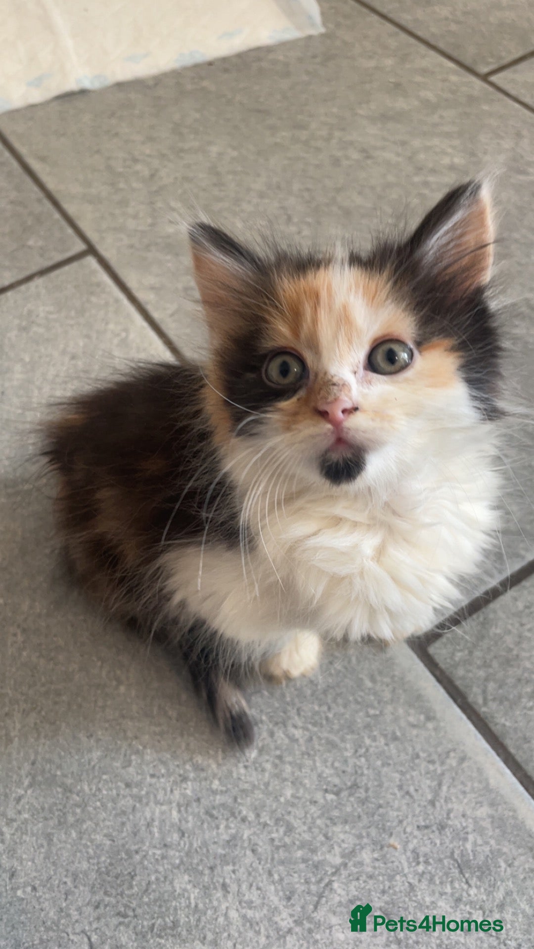 Mixed Breed cats 5 kittens 8 weeks old - Advert 14