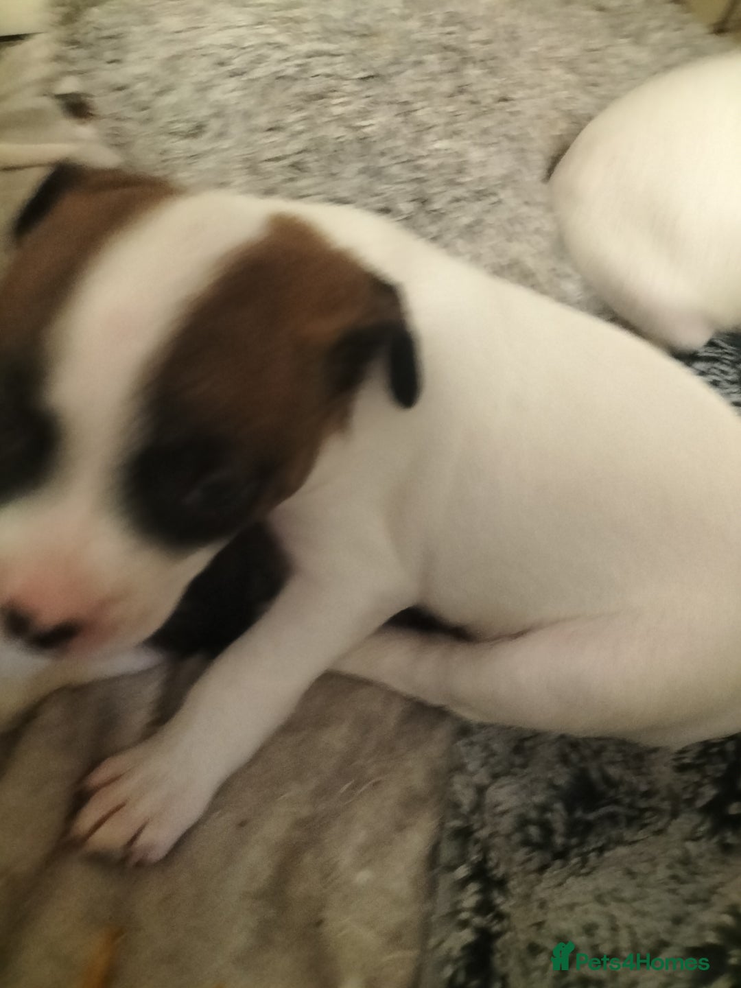 Mixed Breed dogs for sale: Cute litter of puppies  - Advert 21