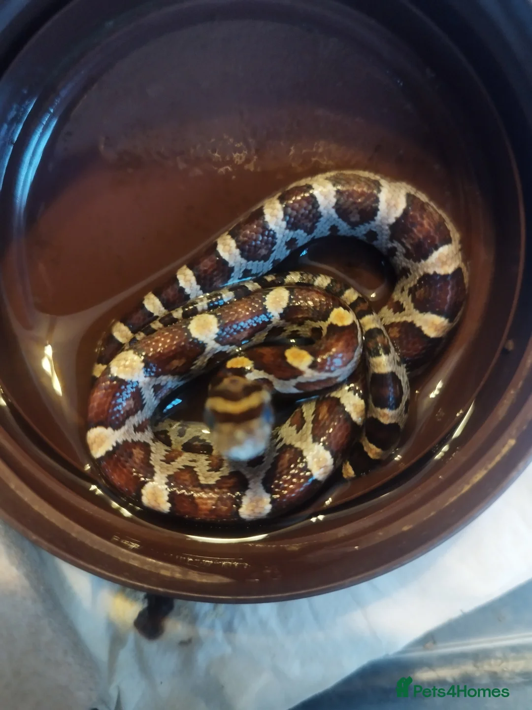 Corn Snake reptiles for sale: Cb 2025 cornsnake hatchlings  - Advert 6