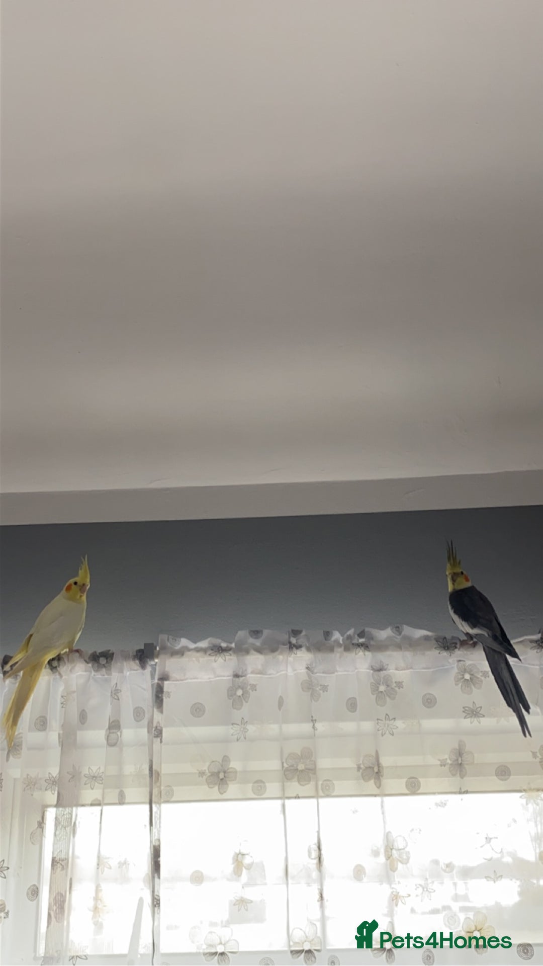 Cockatiels birds for sale: M/F cockatiels with cage - Image 6