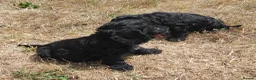 Mixed Breed dogs for sale: Beautiful Black Cockalier-a-Poo Puppies  - Advert 10