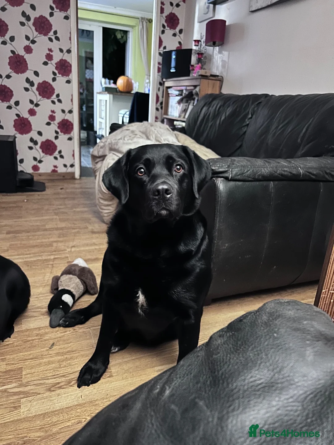 Mixed Breed dogs for sale: LABERNESE puppies - Advert 2