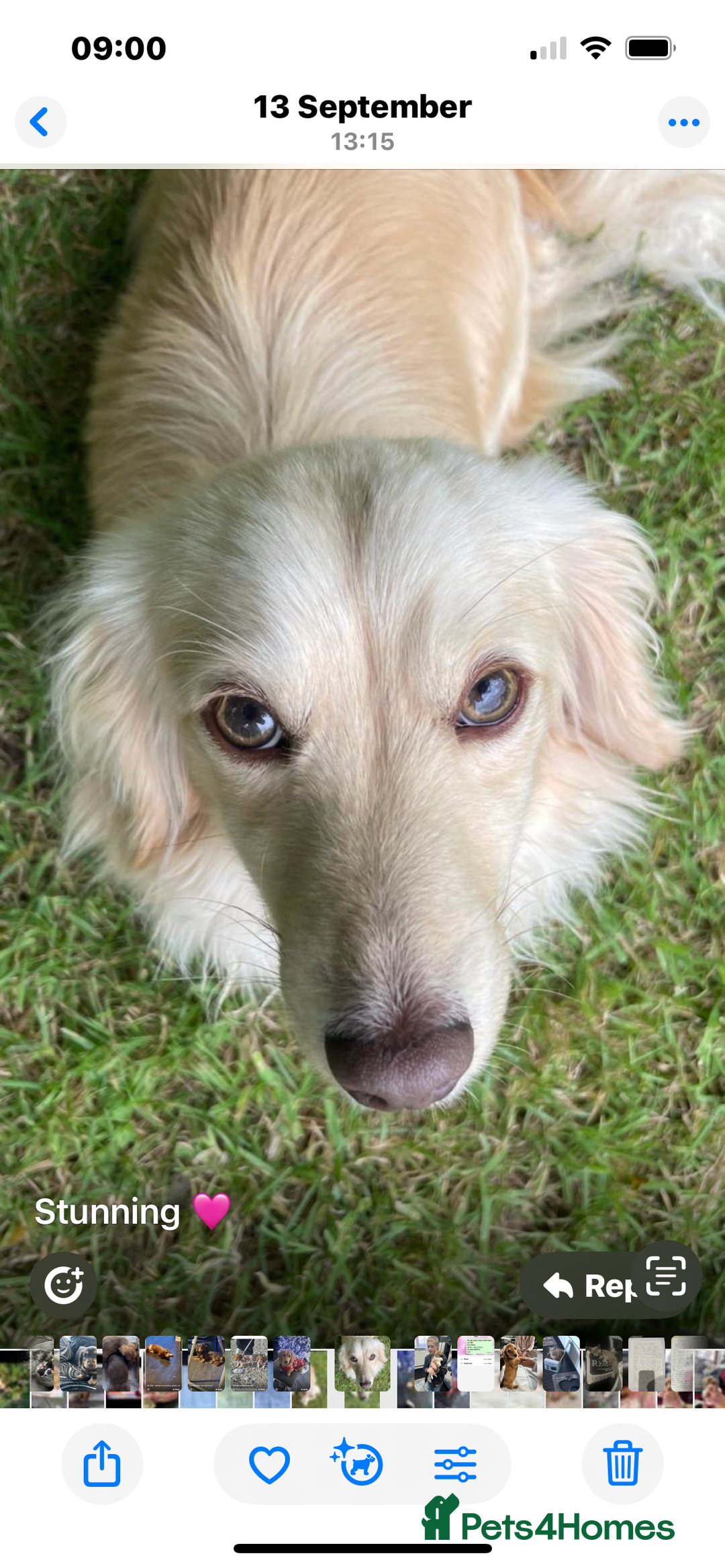 Mixed Breed dogs for sale: Amazing Shweenie girl - Advert 14