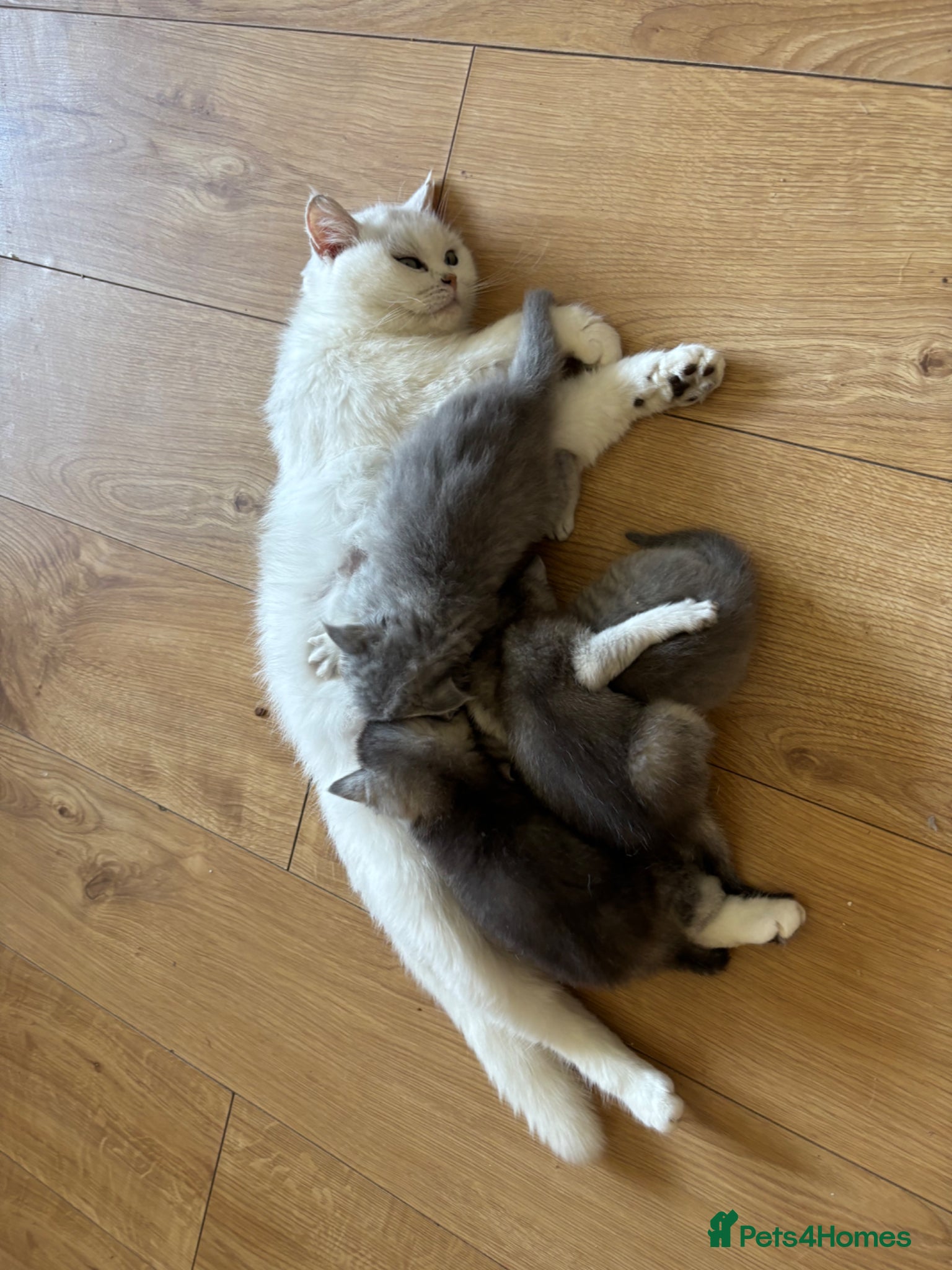 British Shorthair cats for sale: Beautiful family of stunning BSH and Blue - Advert 10