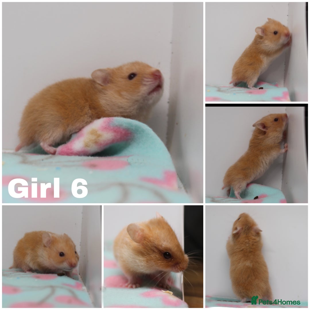 Hamster rodents for sale: Beautiful Male & Female Syrain Hamsters  - Advert 6