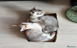 Munchkin cats for sale: ⭐️⭐️-3x TICA Munchkins - Super Short Legs-⭐️⭐️  - Image 12