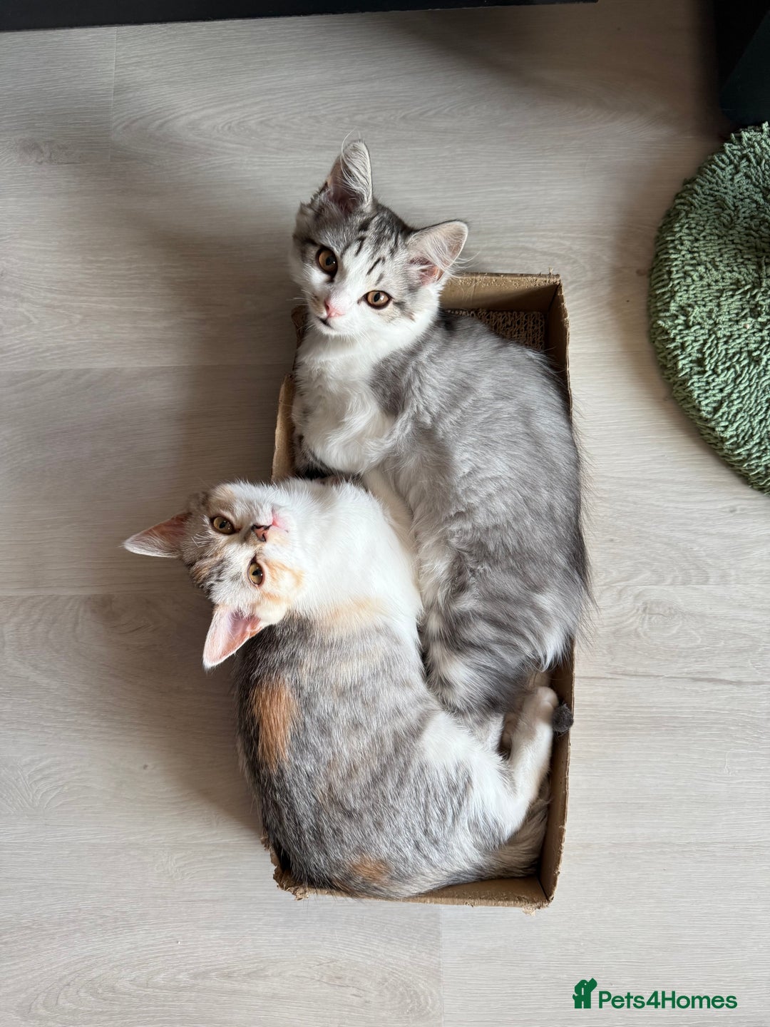 Munchkin cats for sale: ⭐️⭐️-3x TICA Munchkins - Super Short Legs-⭐️⭐️  - Image 12