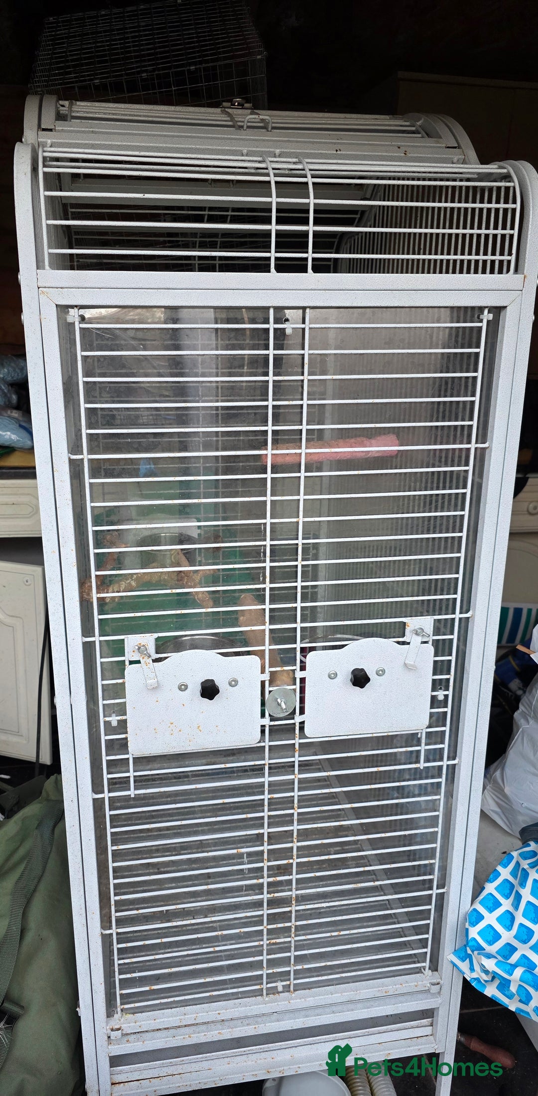 Parakeets birds for sale: Handreared Yellow Quaker - Advert 3