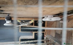 Cockatiels birds for sale: Range Of Cockatiels *read description - Image 17