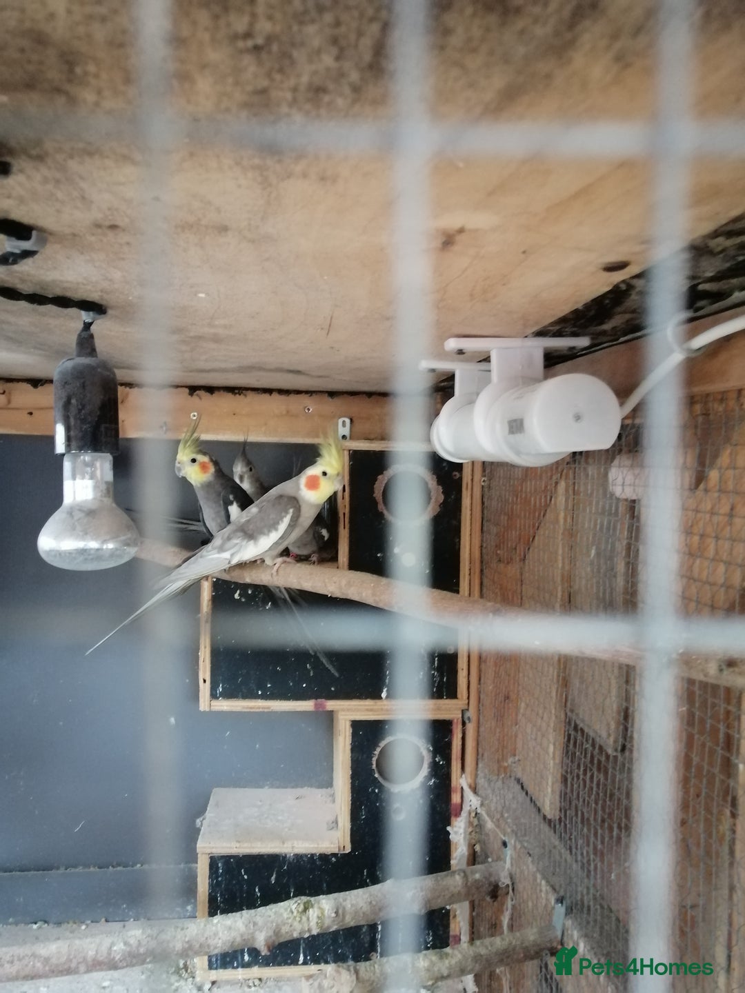 Cockatiels birds for sale: Range Of Cockatiels *read description - Image 17