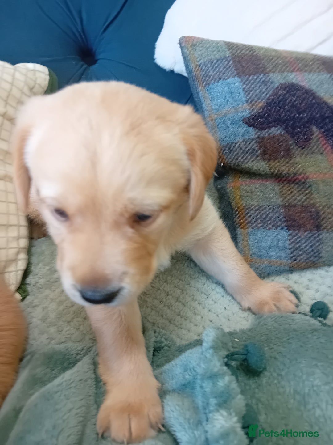 Labrador Retriever dogs for sale: Fox red labrador puppies  - Image 8