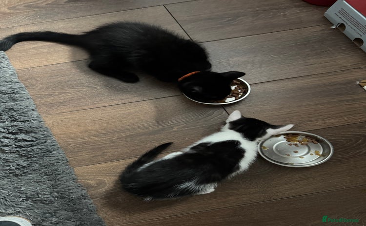 Domestic Shorthair cats - Advert 5