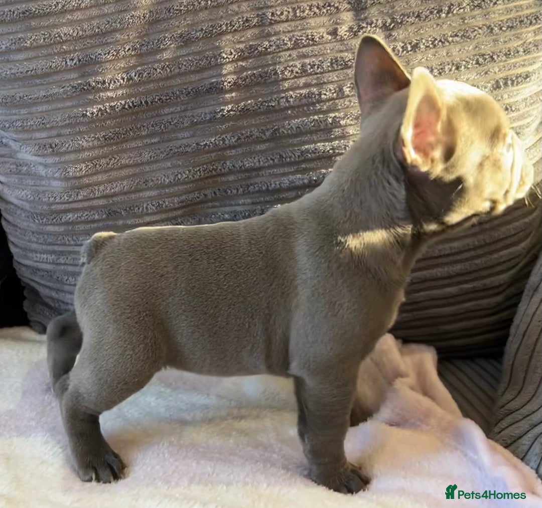 French Bulldog dogs for sale: 4 Solid Blue French Bulldog Girls - Advert 24