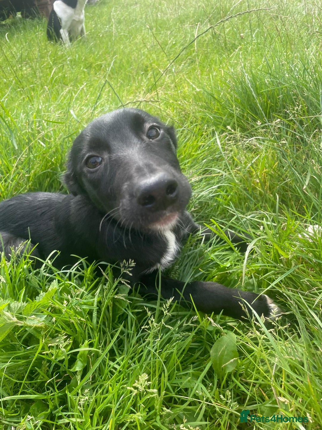 Border Collie dogs for sale: Collie  - Image 8