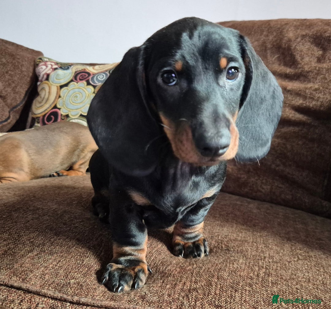 Dachshund dogs for sale: Smooth-haried standard dachshunds - Advert 8