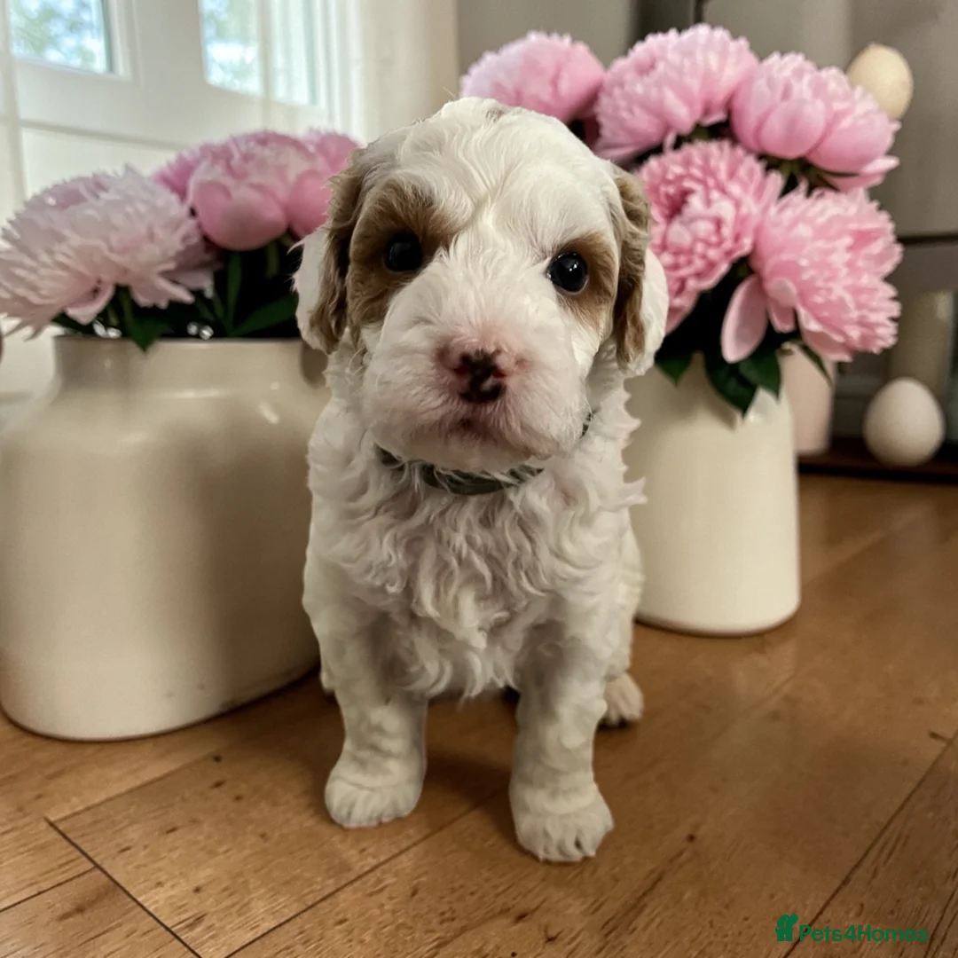 Australian Labradoodle dogs for sale: Ready to go health tested vaccinated gorgeous 🐶 - Advert 15
