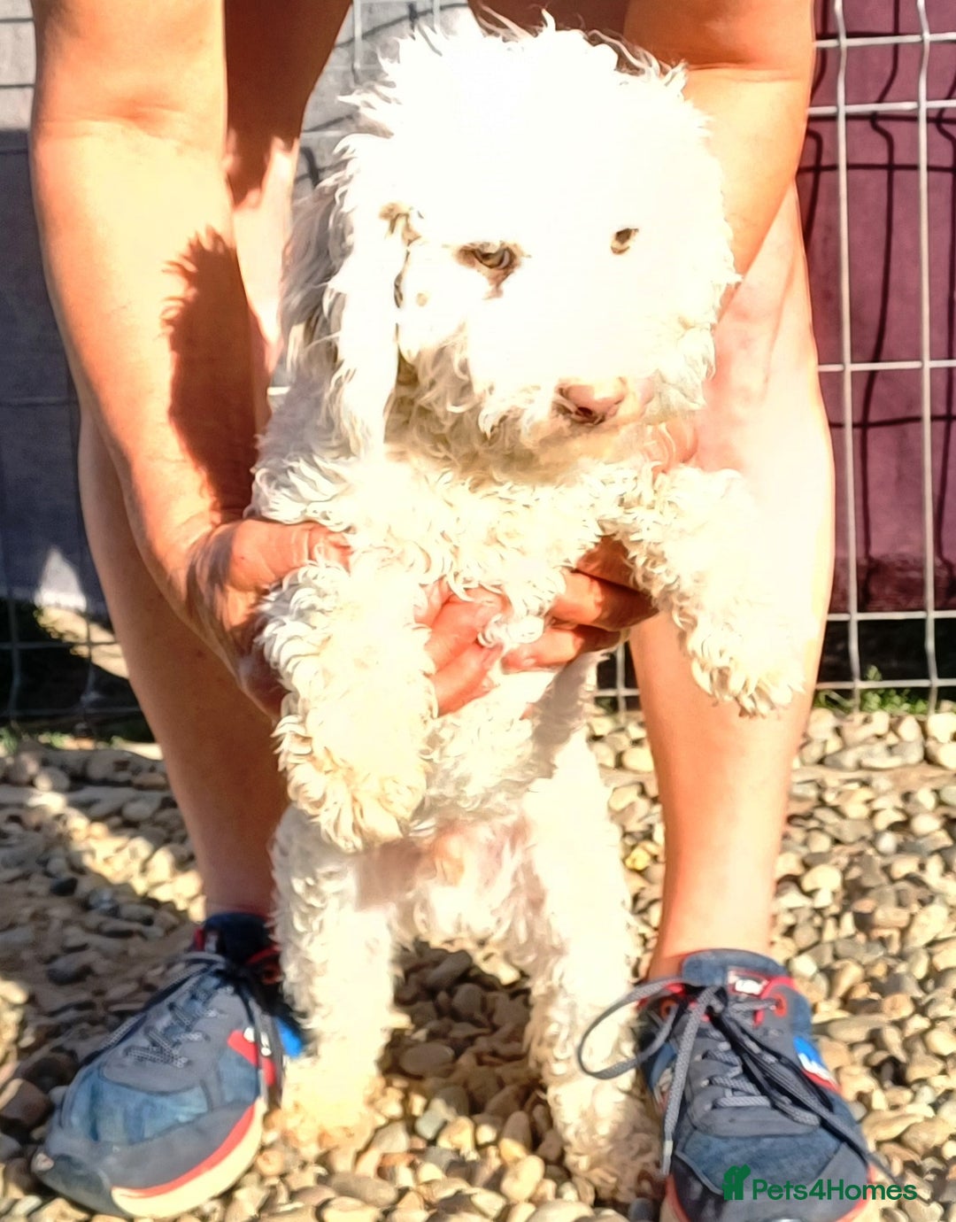 Yorkiepoo dogs for adoption: M.&K. - two inseparable friends for a Loving Home - Image 28