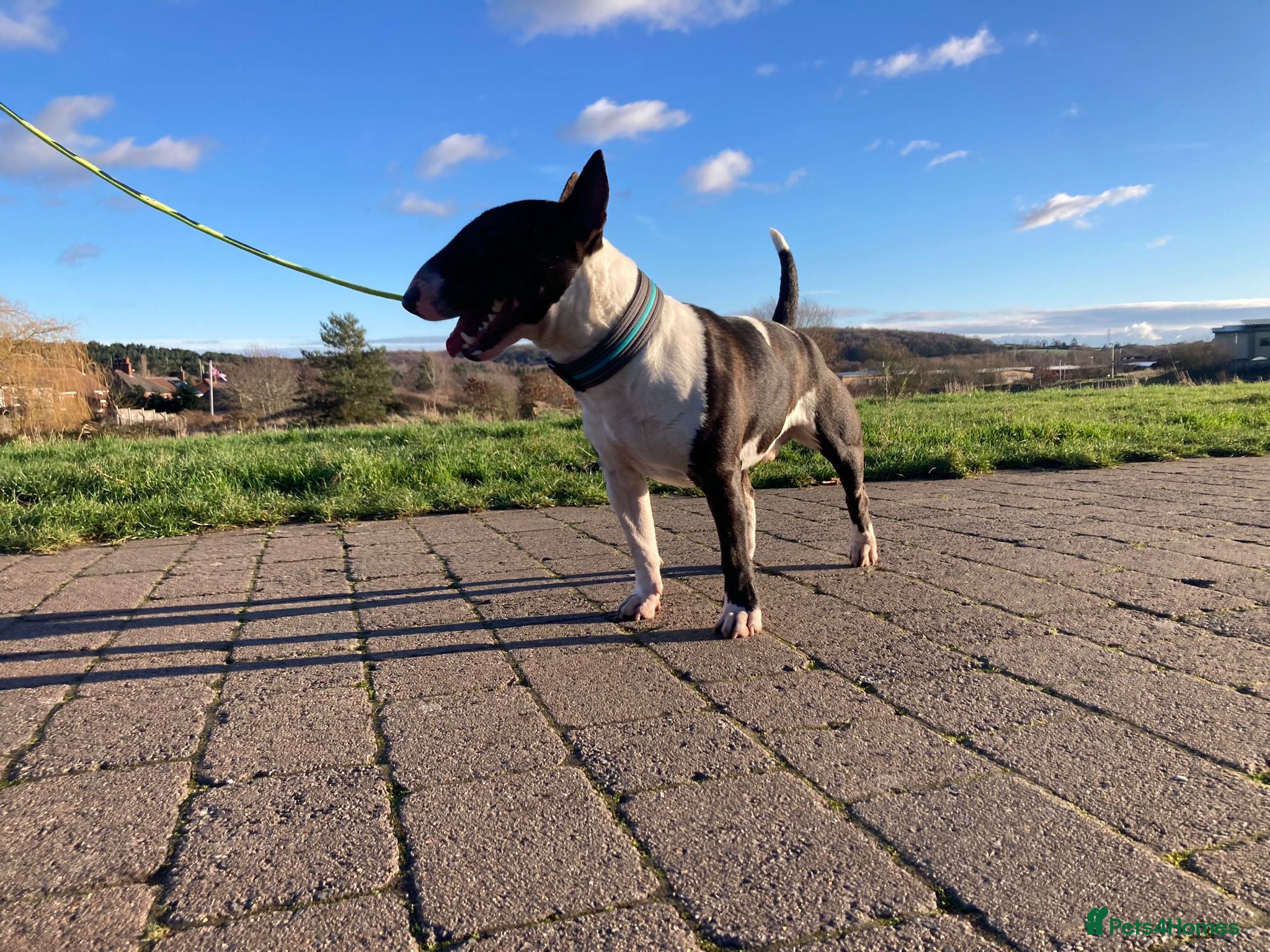 Miniature Bull terrier dogs KC registered mini bull terriers - Advert 2