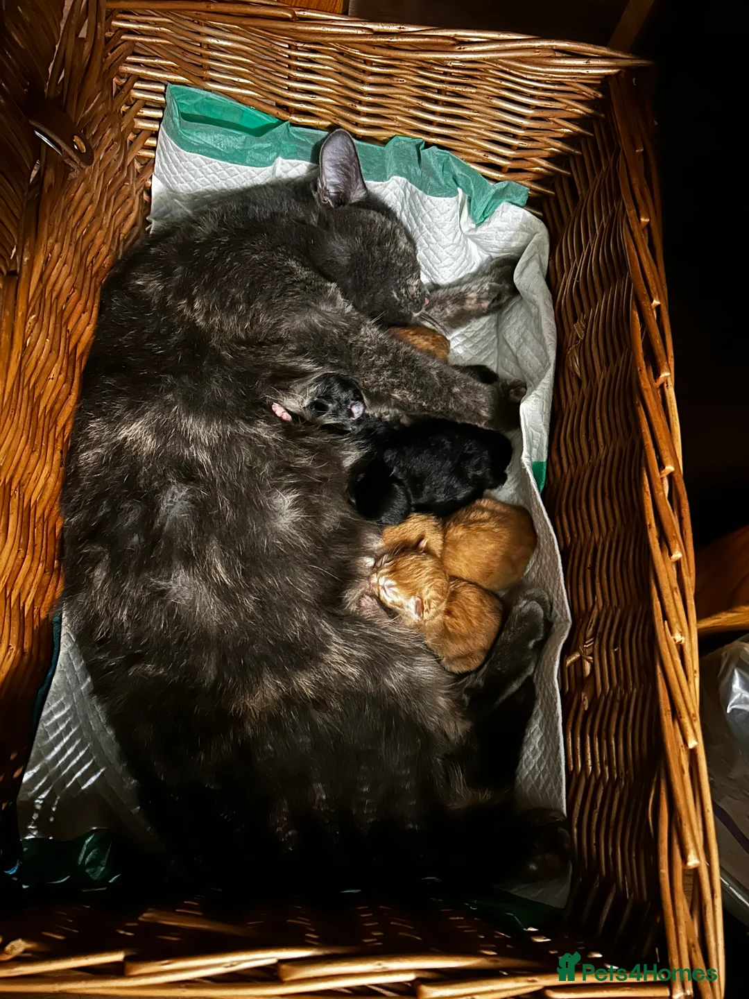 Mixed Breed cats for sale: Kittens in Keston - Advert 2