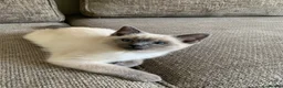 Ragdoll cats for sale: Ragdolls KITTENS AVAILABLE  - Advert 3