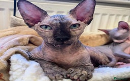 Sphynx cats for sale: Two lovely sphynx girls - Image 1