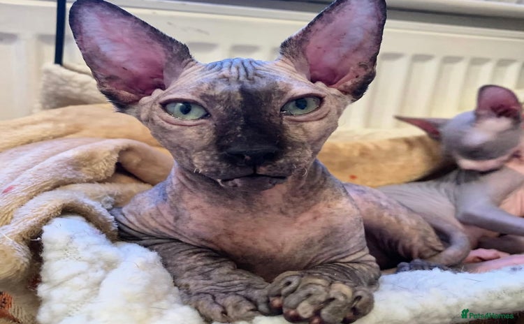 Sphynx cats - Advert 1