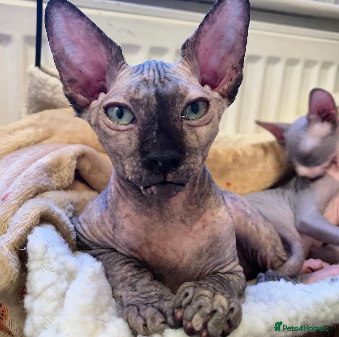 Sphynx cats for sale: Two lovely sphynx girls - Image 1