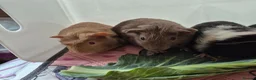 Guinea Pig rodents for sale: Beautiful Baby Boys - Advert 3