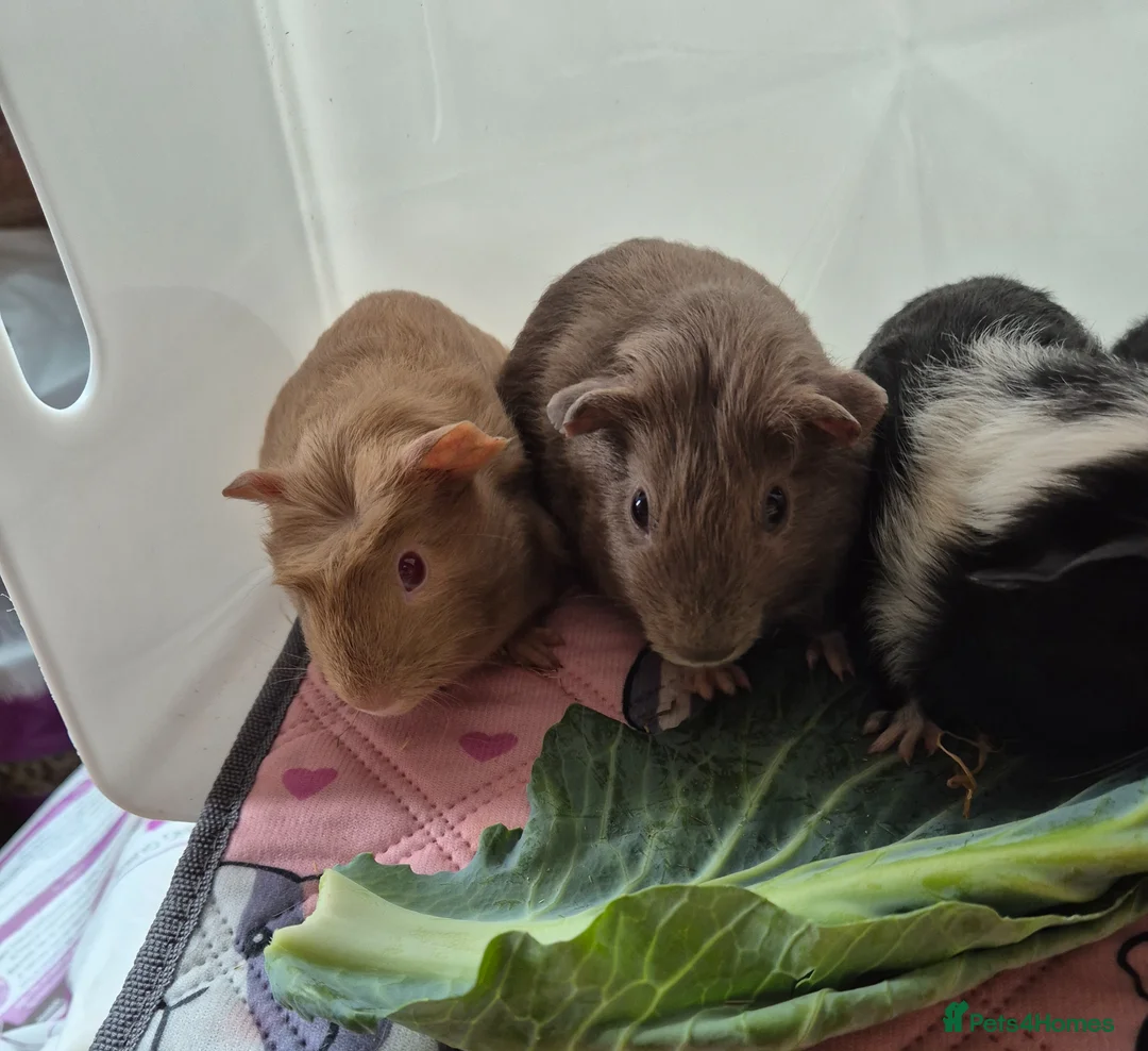 Guinea Pig rodents for sale: Beautiful Baby Boys - Advert 3
