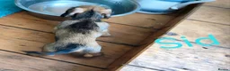 Miniature Dachshund dogs for sale: Premium Mini Wire-haired Dachshund Puppies - Advert 25