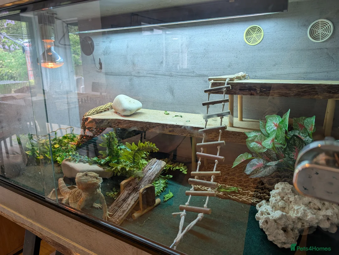Bearded Dragon reptiles for sale: Bearded dragon - 1 year old - Advert 7
