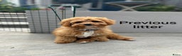 Cavapoo dogs for sale: F1B Deep Fox Red Puppies - Advert 17