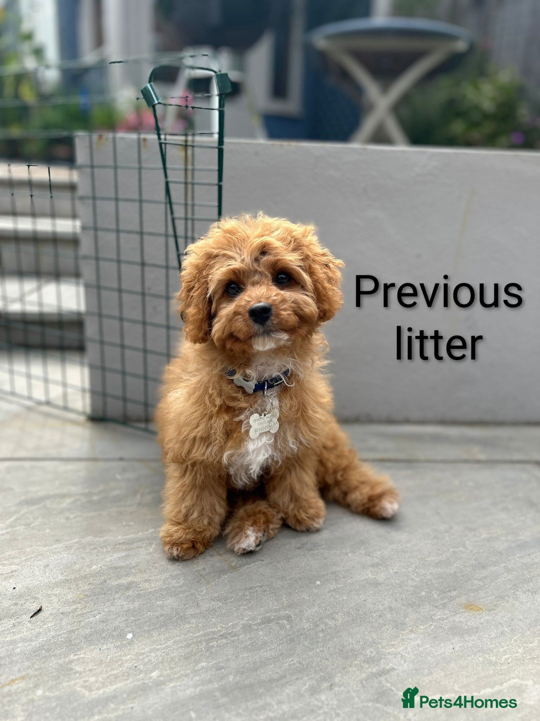 Cavapoo dogs for sale: F1B Deep Fox Red Puppies - Advert 17