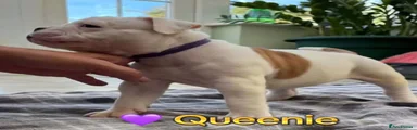 Queenie