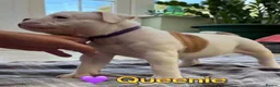 American Bulldog dogs for sale: Beautiful Johnson Type American Bulldog Puppies - Advert 9