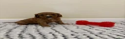 Cavapoo dogs for sale: Deep red cavapoos  - Advert 19