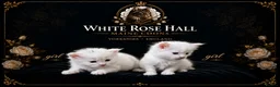 Maine Coon cats for sale: Maine coone kittens in Doncaster - Advert 2