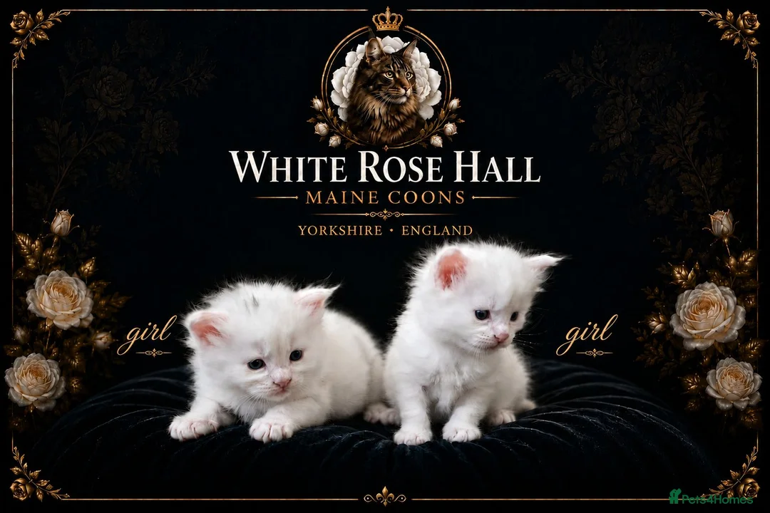 Maine Coon cats for sale: Maine coone kittens in Doncaster - Advert 2