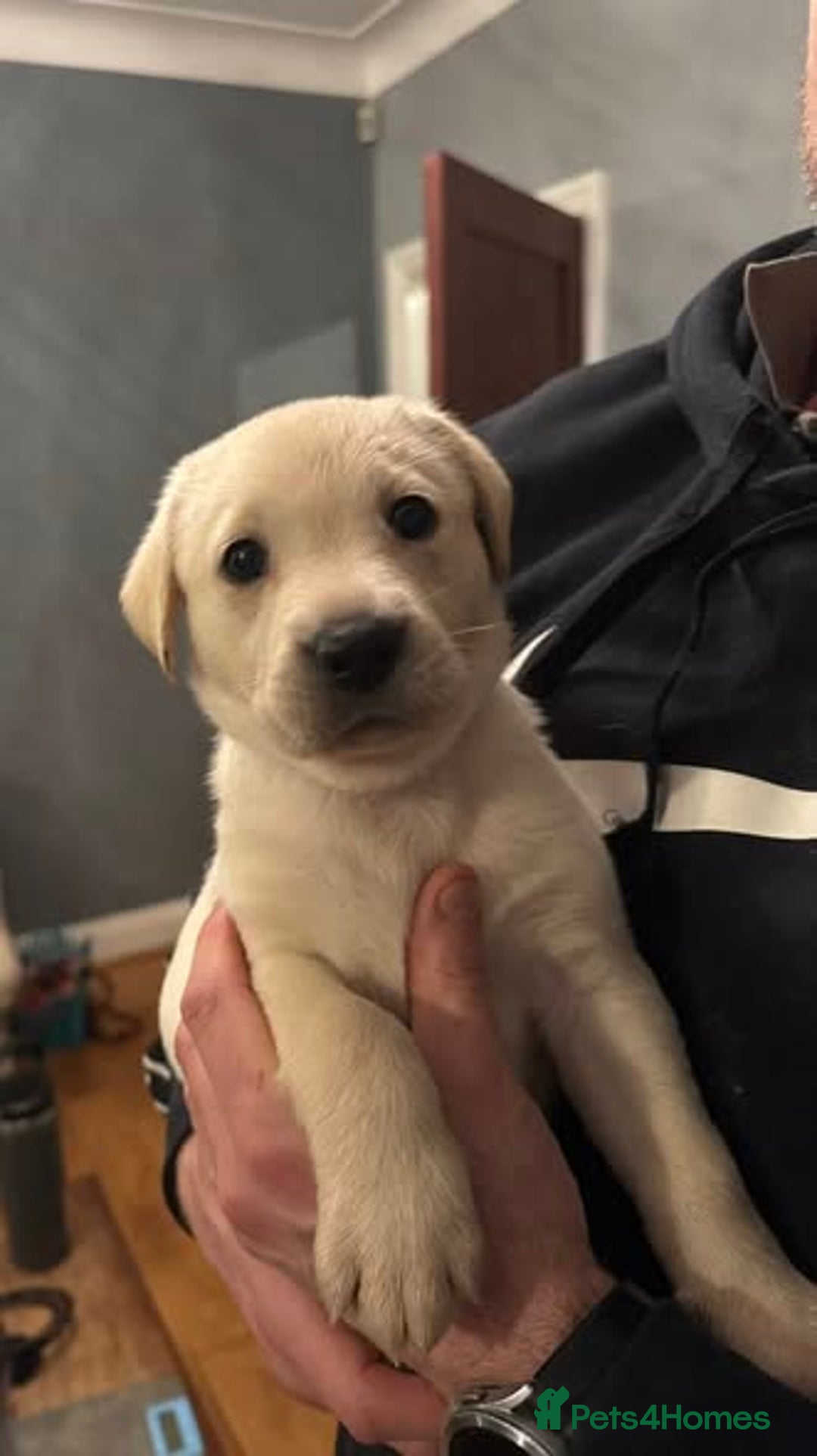 Labrador Retriever dogs for sale: KC registered Labrador puppies needing new homes - Advert 6