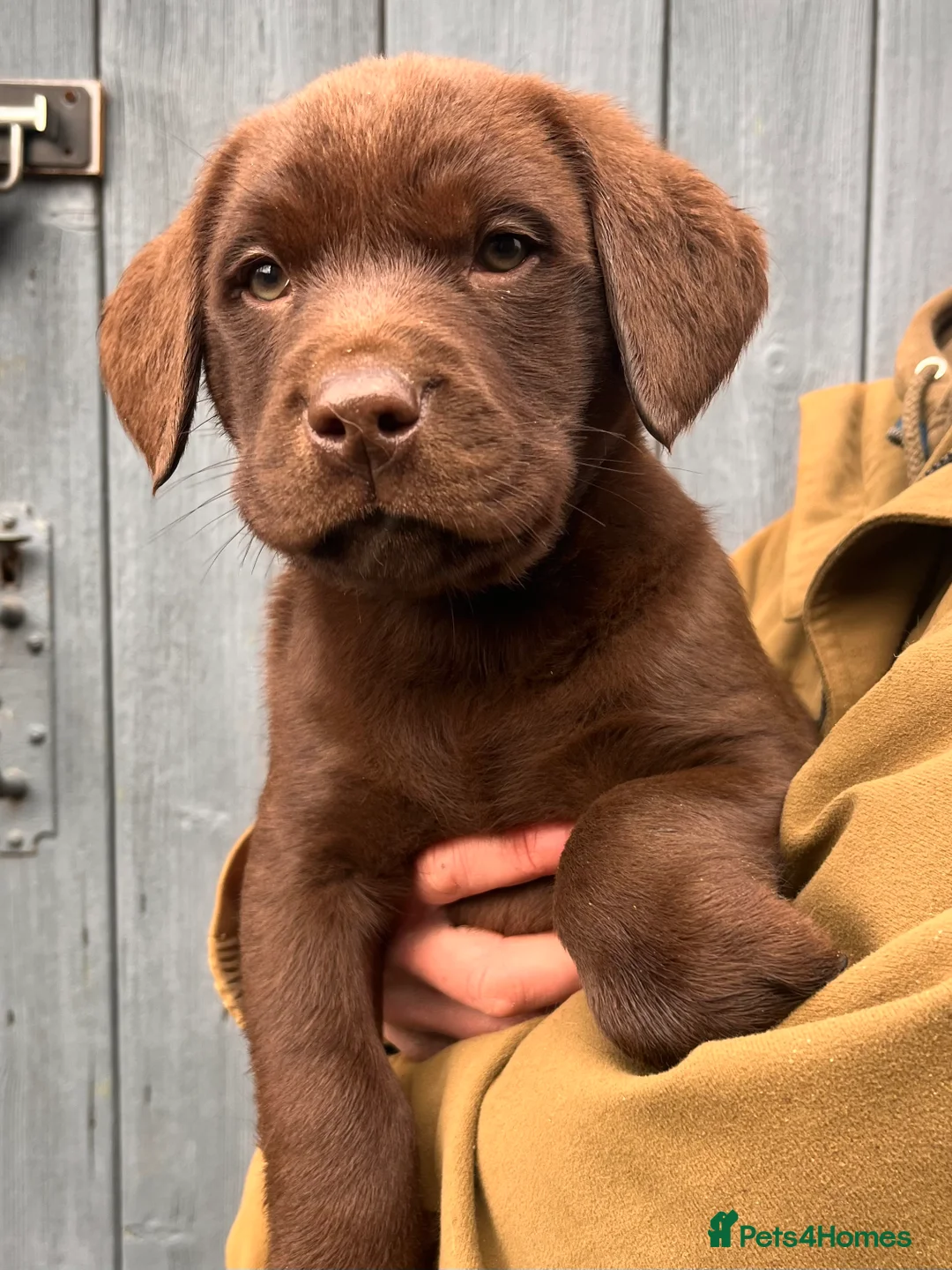 Labrador Retriever dogs for sale: 2 chocolate boys  - Advert 2