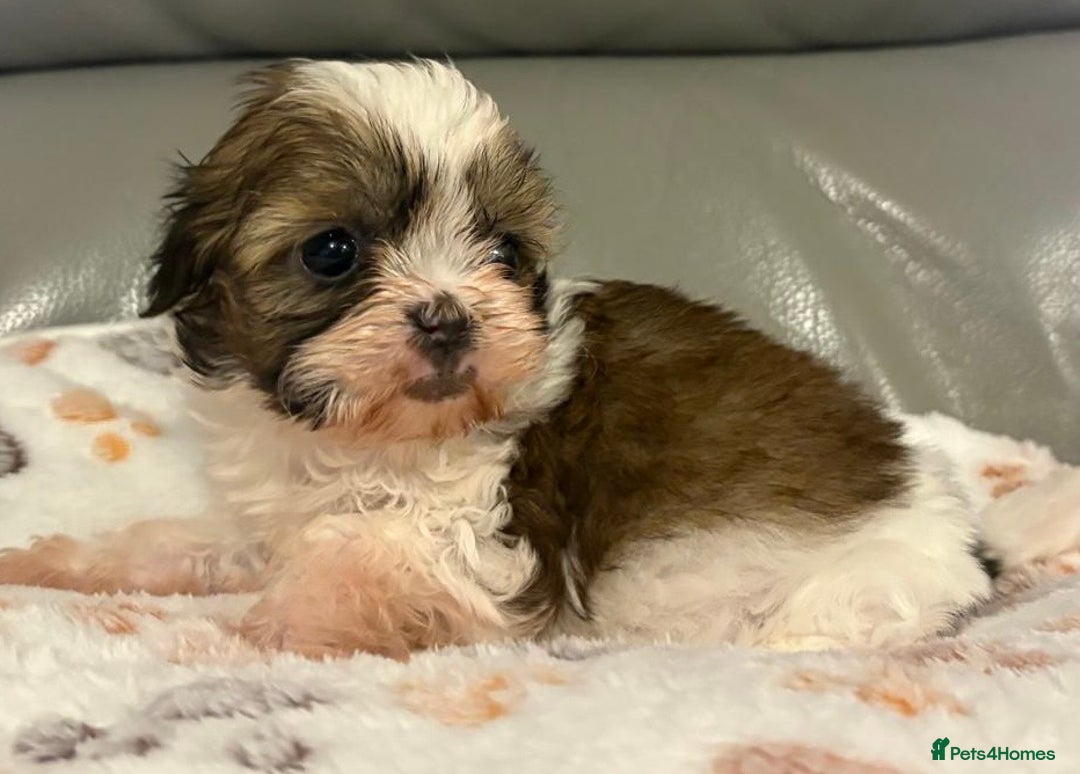Shihpoo dogs for sale: 2 beautiful girl Shi poo puppies  - Advert 10