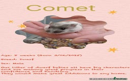 Hamster rodents for sale: Hamsters for adoption  - Image 17