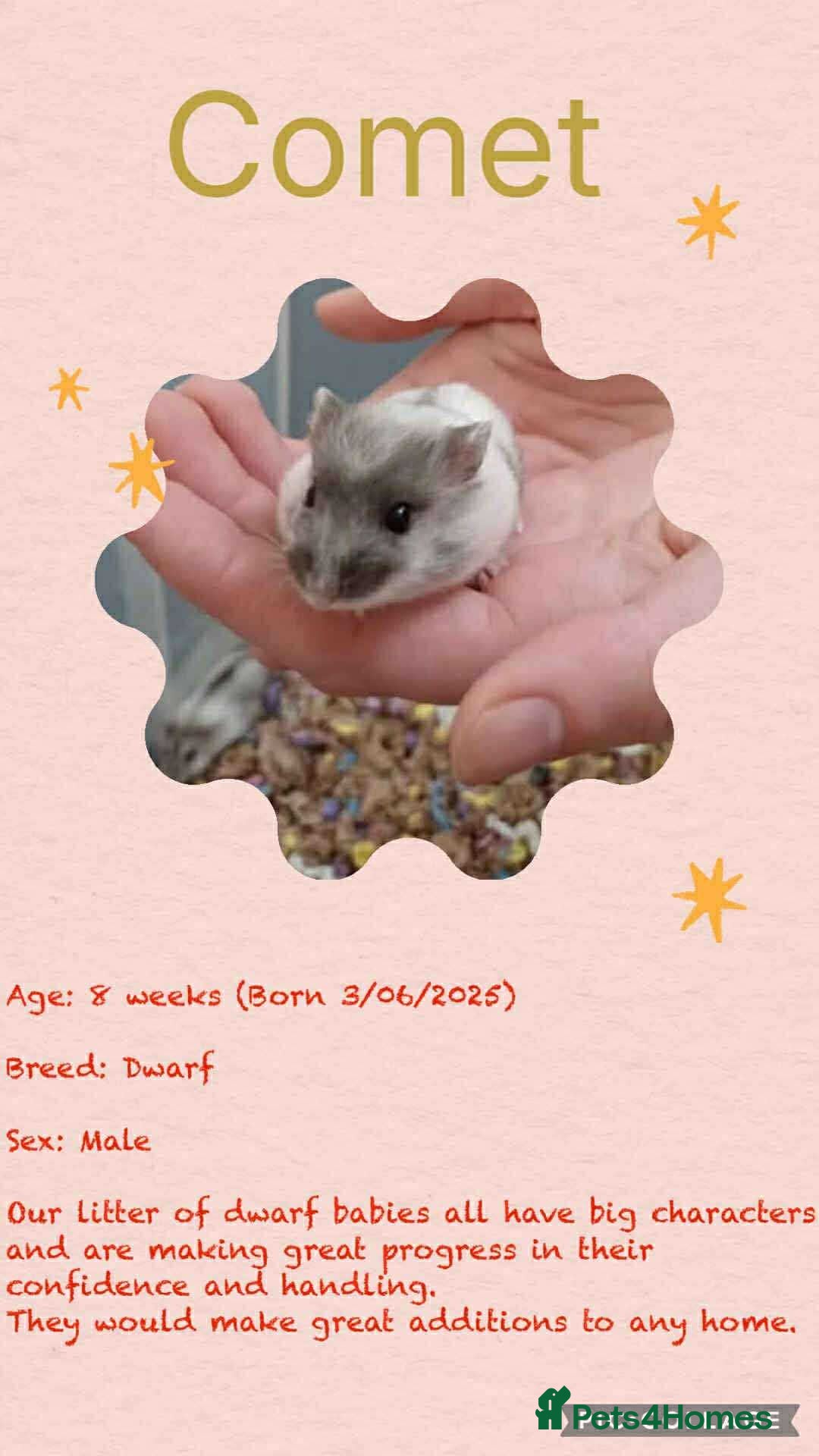 Hamster rodents for sale: Hamsters for adoption  - Image 17