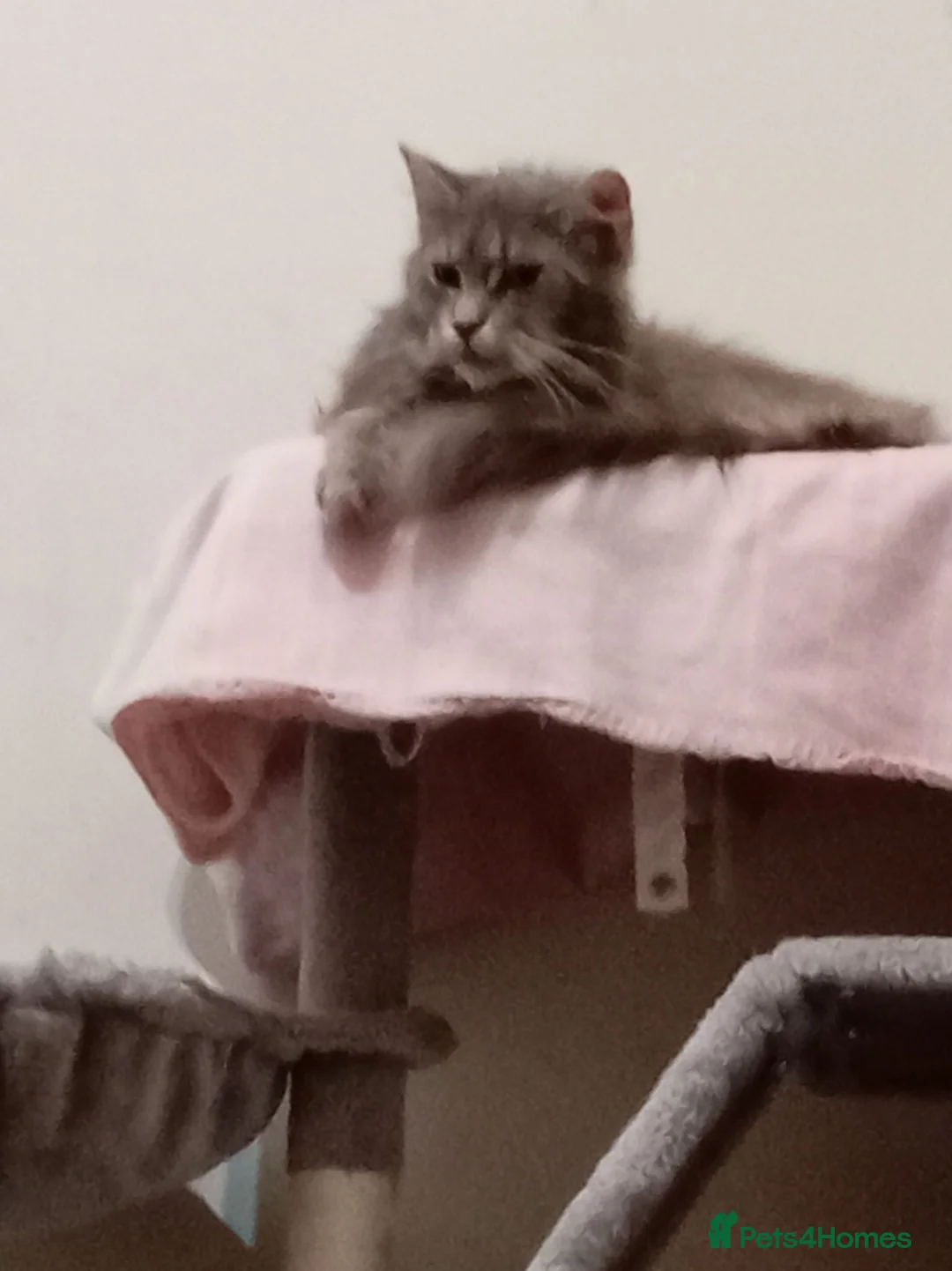 Maine Coon cats for sale: Maine coon for sale  - Advert 2