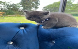 British Shorthair cats for sale: British Shorthair Kittens - Image 11